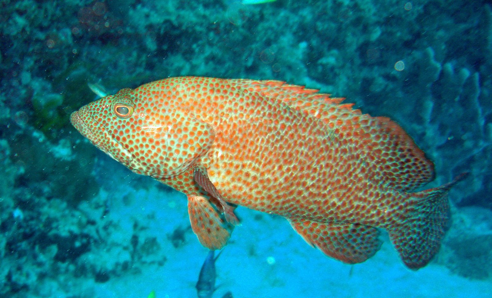 Epinephelus guttatus